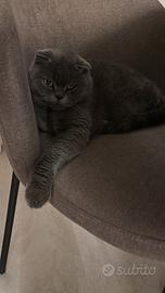 Accoppiamento British/Scottish