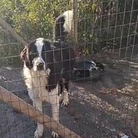 Cani .Pastore di Bucovina (Ciobanesc de Bucovina)