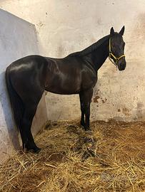 cavallo da corsa 
