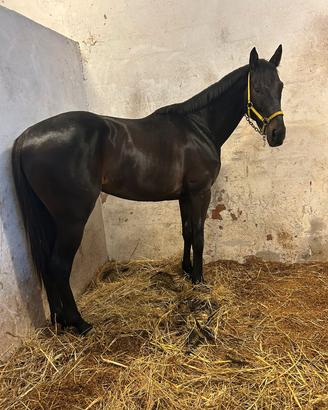 cavallo da corsa 