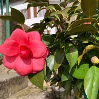 Camelia altezza 80, larghezza 60 in vado da 28.