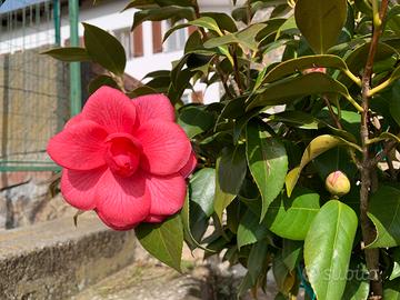 Camelia altezza 80, larghezza 60 in vado da 28.