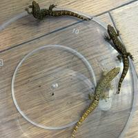 BABY Lepidodactylus Lugubris