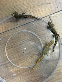 BABY Lepidodactylus Lugubris