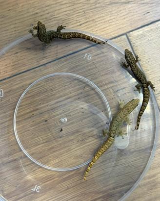 BABY Lepidodactylus Lugubris