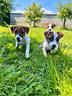 jack-russell-cuccioli-a-pelo-liscio