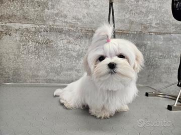 Maltipoo mini