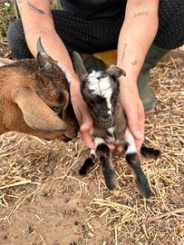 4 Caprette Tibetane nane