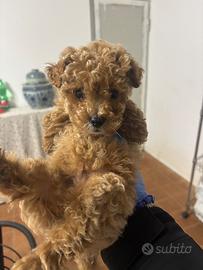 Disponibile maschio barboncino