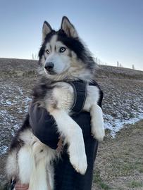 Maschio Husky per accoppiamento - anche incroci