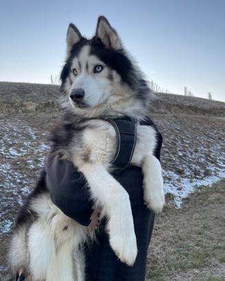 Maschio Husky per accoppiamento - anche incroci
