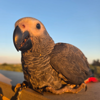 Pappagallo molto parlante Cenerino coda rossa
