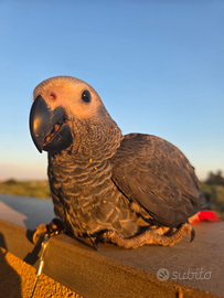 Pappagallo molto parlante Cenerino coda rossa