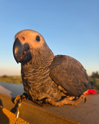 Pappagallo molto parlante Cenerino coda rossa