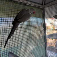 Parrocchetto dal collare