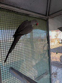 Parrocchetto dal collare