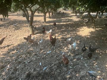 Galline-Galli-pukcinotti