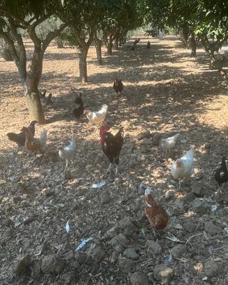 Galline-Galli-pukcinotti