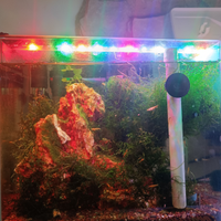 Acquario completo di caridine di selezione Yellow