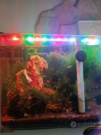 Acquario completo di caridine di selezione Yellow