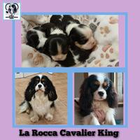 Cavalier king con Pedigree Enci e certificazioni