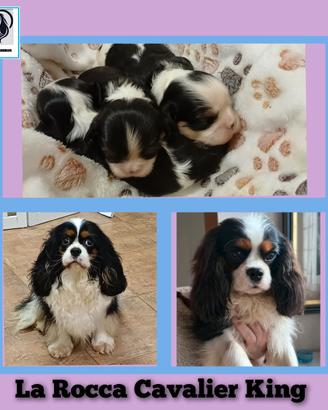 Cavalier king con Pedigree Enci e certificazioni