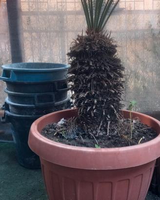 cycas