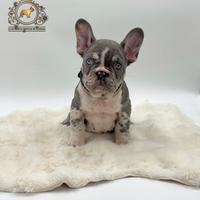 Esclusivo bulldog francese Lilac merle