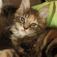 Cucciole Maine Coon con pedigree