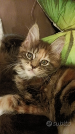 Cucciole Maine Coon con pedigree