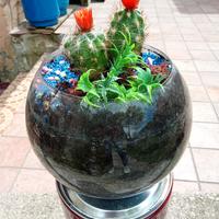 Cactus Decorativo in Ampolla di Vetro