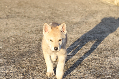 Cane lupo cecoslovacco
