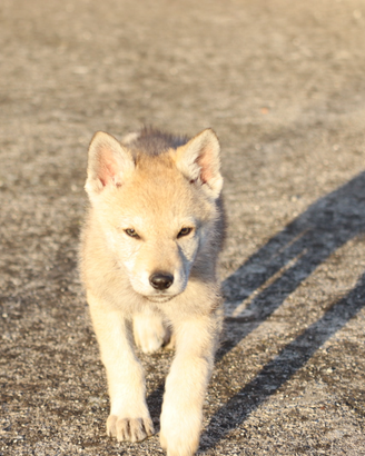 Cane lupo cecoslovacco