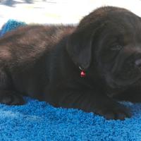 Labradors con cioccolata fondente ?