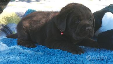 Labradors con cioccolata fondente ?