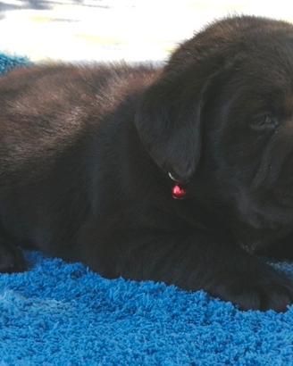 Labradors con cioccolata fondente ?