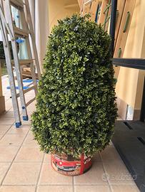 Pianta finta