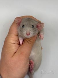 CUCCIOLI DI RATTO socializzati selezionati docili