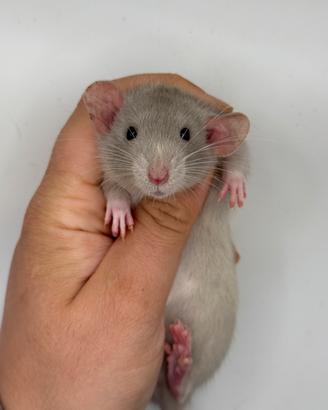 CUCCIOLI DI RATTO socializzati selezionati docili