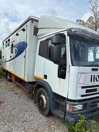 Eurocargo trasporto cavalli