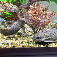 Synodontis