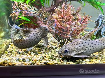 Synodontis