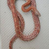 Coppia serpente del grano