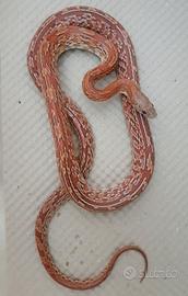 Coppia serpente del grano