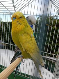 Ondulati di colore e inglesi
