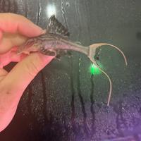 Loricaridi L90A Panaque bathyphilus