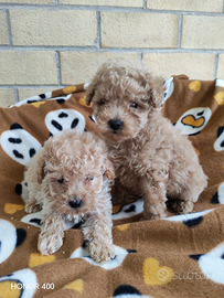 Barboncini toy e minitoy