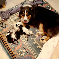 Cuccioli pastore austriliano