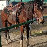 Trotter eccellente galoppatore