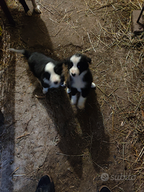 Cagnolini di border colli